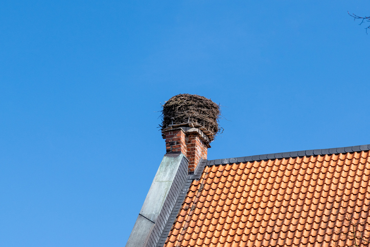 Bird's nest on top of chimney